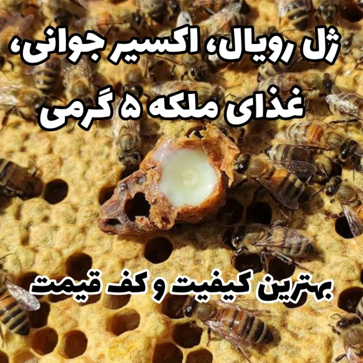 ژل رویال غذای ملکه درمانگر بی نظیر 5 گرم (خرید مستقیم از زنبوردار) ارسال به شهرستان ترکیب با 50gعسل چندگیاه