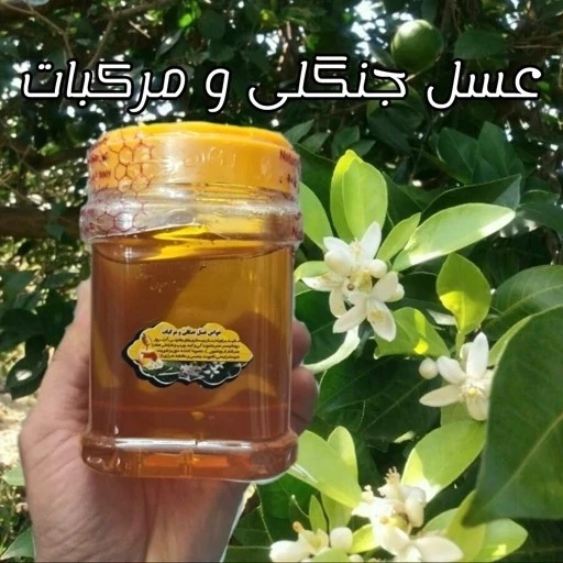 عسل طبیعی جنگلی و مرکبات اصل مازندران ۲۵ کیلو .باغی و جنگلی(خرید مستقیم از زنبوردار)ارسال رایگان