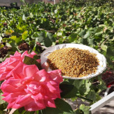 گرده گل ایرانی کوهستان 40 گرمی (خرید مستقیم از زنبوردار )