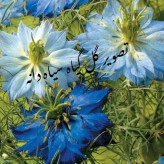 عسل تک گل طبیعی سیاه دانه اصل 12/5 کیلو. به قیمت عمده.دشتی(خرید مستقیم از زنبوردار)ارسال رایگان