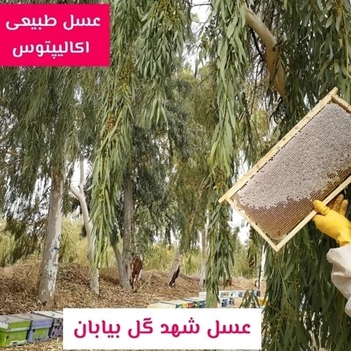 عسل تک گل طبیعی اکالیپتوس اصل 12/5 کیلو. به قیمت عمده .درختی و جنگلی(خرید مستقیم از زنبوردار) ارسال رایگان
