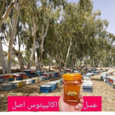 عسل تک گل طبیعی اکالیپتوس اصل 12/5 کیلو. به قیمت عمده .درختی و جنگلی(خرید مستقیم از زنبوردار) ارسال رایگان