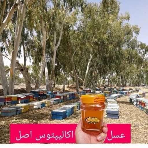 عسل تک گل طبیعی اکالیپتوس اصل 12/5 کیلو. به قیمت عمده .درختی و جنگلی(خرید مستقیم از زنبوردار) ارسال رایگان