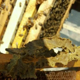 بره موم اصل 40 گرمی (فراوری نشده) خرید مستقیم از زنبوردار