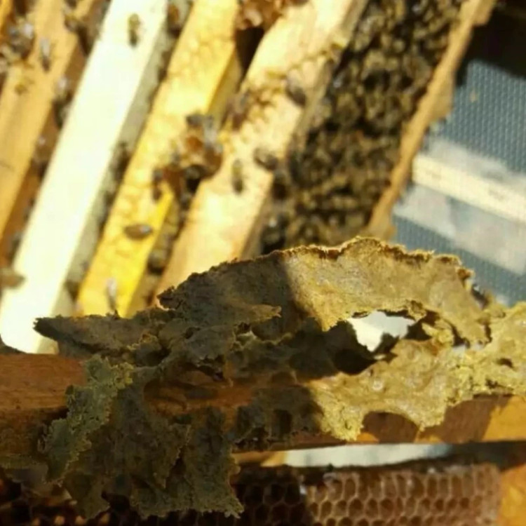 بره موم اصل 40 گرمی (فراوری نشده) خرید مستقیم از زنبوردار