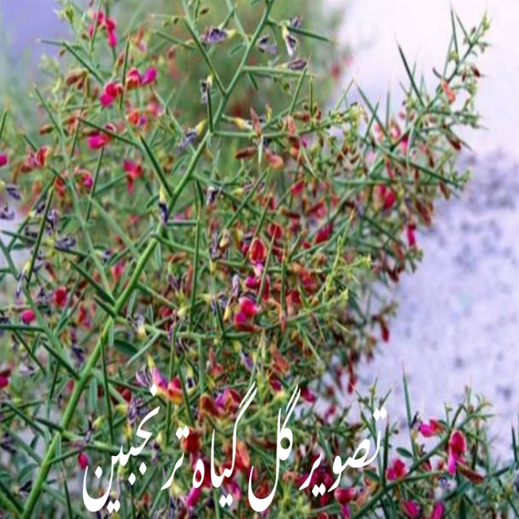 عسل تک گل طبیعی ترنجبین اصل 1 کیلویی-بیابانی(خرید مستقیم از زنبوردار ) ارسال رایگان
