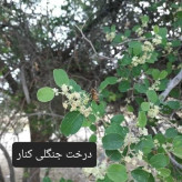 عسل طبیعی تک گل کنار سفارشی اصل(صدر عربی) 25 کیلو. جنگلی. قیمت عمده(خرید مستقیم از زنبوردار) ارسال رایگان