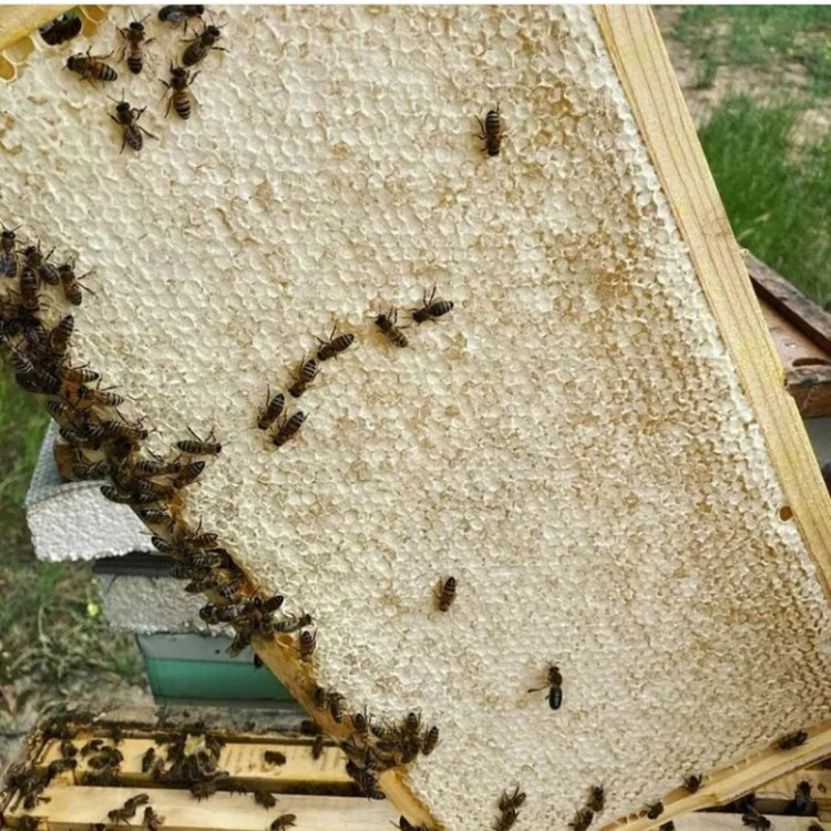 عسل قاب چوبی مومی گون کتیرا 2.700 کیلویی با چوب(خرید مستقیم از زنبوردار ) ارسال رایگان
