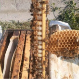 ژل رویال (غذای ملکه-ژل سلطتنی)10 گرم اصل ایرانی - غذای ملکه(خرید مستقیم از زنبوردار ) مخلوط با 100گرم عسل انگبین اصل