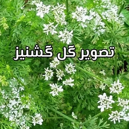 عسل طبیعی تک گل گشنیز اصل.دشتی. 12/5 کیلو (خرید مستقیم از زنبوردار)ارسال رایگان