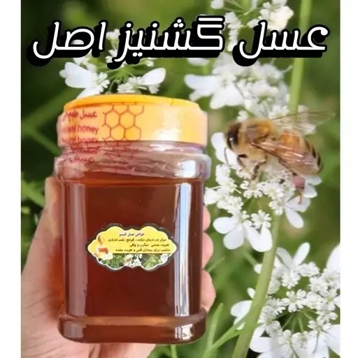 عسل طبیعی تک گل گشنیز اصل.دشتی. 25 کیلو (خرید مستقیم از زنبوردار) ارسال رایگان