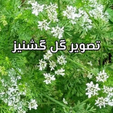 عسل طبیعی تک گل گشنیز اصل.دشتی. 25 کیلو (خرید مستقیم از زنبوردار) ارسال رایگان