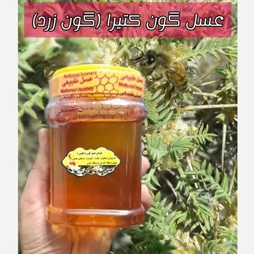 عسل طبیعی تک گل گون کتیرا (گون زرد) اصل 12/5 کیلویی.کوهی(خرید مستقیم از زنبوردار)ارسال رایگان