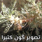 عسل طبیعی تک گل گون کتیرا (گون زرد) اصل 25 کیلویی.کوهی(خرید مستقیم از زنبوردار)ارسال رایگان