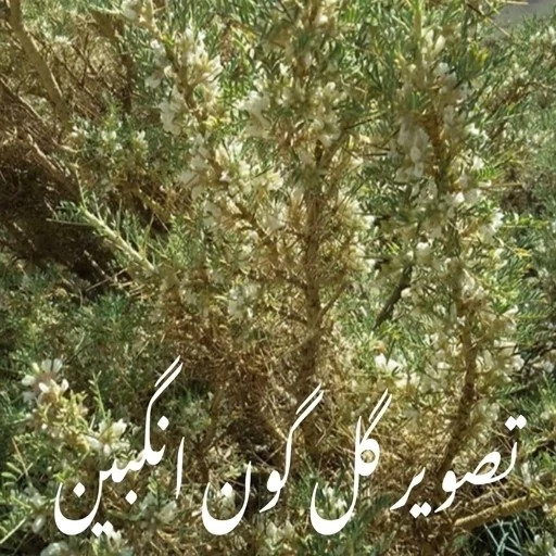 عسل طبیعی تک گل انگبین اصل 12/5 کیلو .کوهی.(خرید مستقیم از زنبوردار)ارسال رایگان