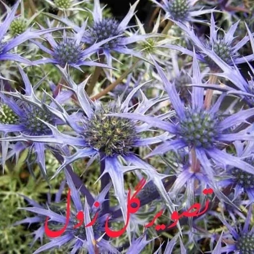 عسل طبیعی تک گل زول (بوقناق) اصل 25 کیلو. خرید مستقیم از زنبوردار (ارسال رایگان)