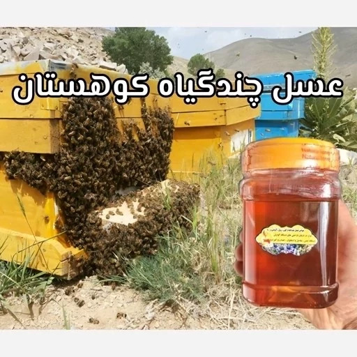 عسل چندگیاه کوهستان اصل 25 کیلو. به قیمت عمده (خرید مستقیم از زنبوردار) ارسال رایگان