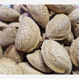 بادام سنگی پیوندی درجه یک، بدون تلخی (خرید از باغدار) ارسال رایگان